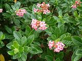 Escallonia Pink 